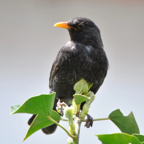 Amsel