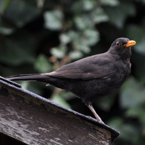 Amsel vor Hecke